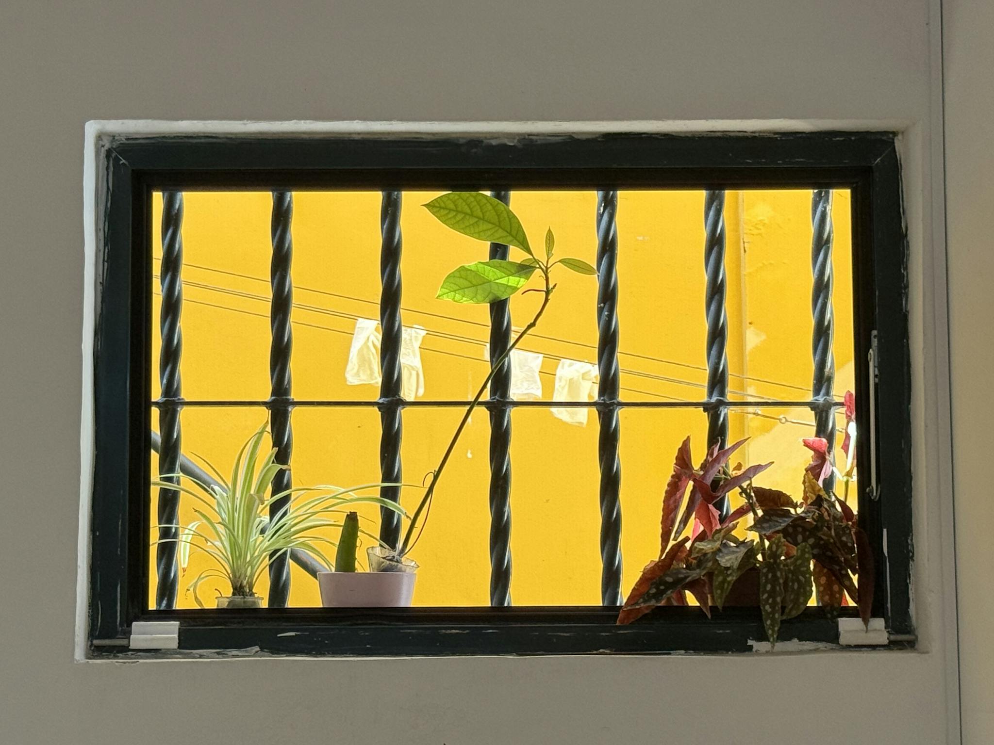 Houseplants adorn a windowsill with a vibrant yellow outdoor backdrop, adding a lively touch.